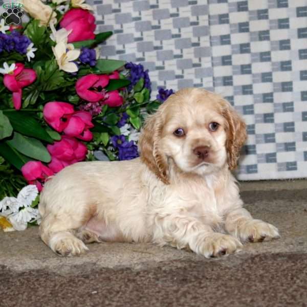 Rosie, Cockapoo Puppy