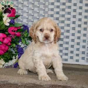 Rosie, Cockapoo Puppy