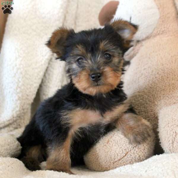 Rositta, Yorkie Puppy