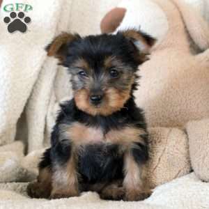 Rositta, Yorkie Puppy