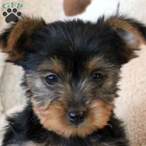 Rositta, Yorkie Puppy