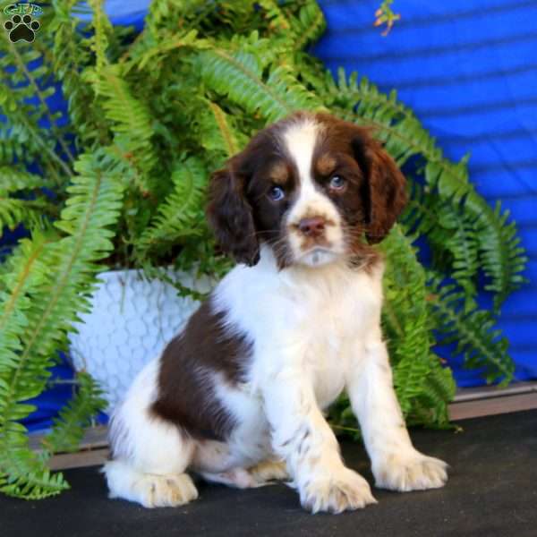 Ross, Cocker Spaniel Puppy