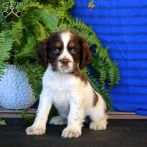 Ross, Cocker Spaniel Puppy