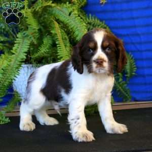 Ross, Cocker Spaniel Puppy