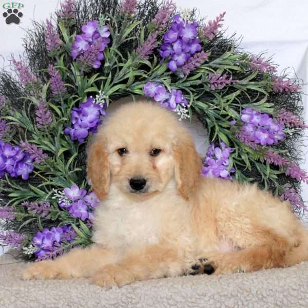 Rover, Goldendoodle Puppy