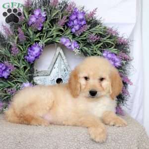 Rover, Goldendoodle Puppy