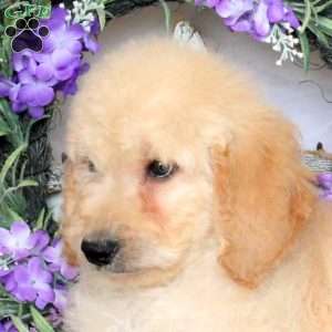 Rover, Goldendoodle Puppy