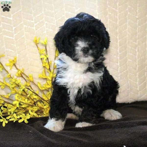 Rowan, Mini Aussiedoodle Puppy