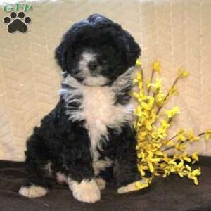 Rowan, Mini Aussiedoodle Puppy