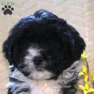 Rowan, Mini Aussiedoodle Puppy