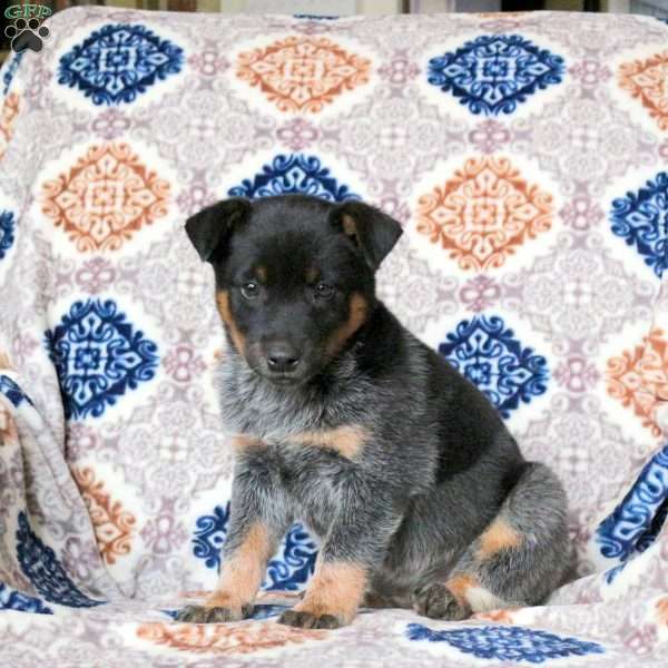 Rowdy, Blue Heeler – Australian Cattle Dog Puppy