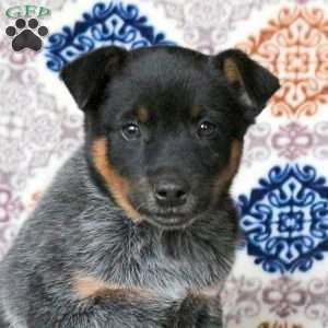 Rowdy, Blue Heeler – Australian Cattle Dog Puppy