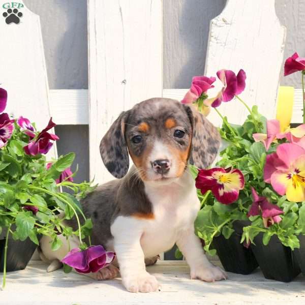 Rowan-Mini, Dachshund Puppy