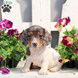 Rowan-Mini, Dachshund Puppy