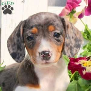 Rowan-Mini, Dachshund Puppy