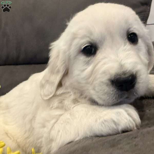 Roxie, English Cream Golden Retriever Puppy