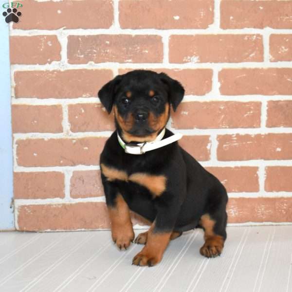 Roxy, Rottweiler Puppy