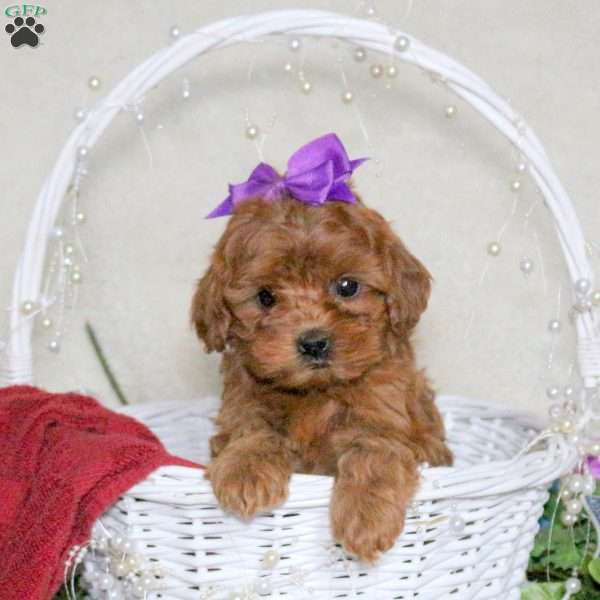 Roxy, Cavapoo Puppy