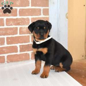Roxy, Rottweiler Puppy