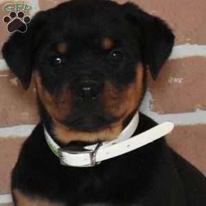 Roxy, Rottweiler Puppy