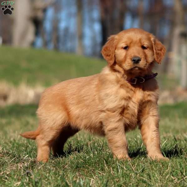 Roxy, Golden Retriever Puppy