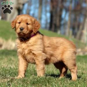 Roxy, Golden Retriever Puppy