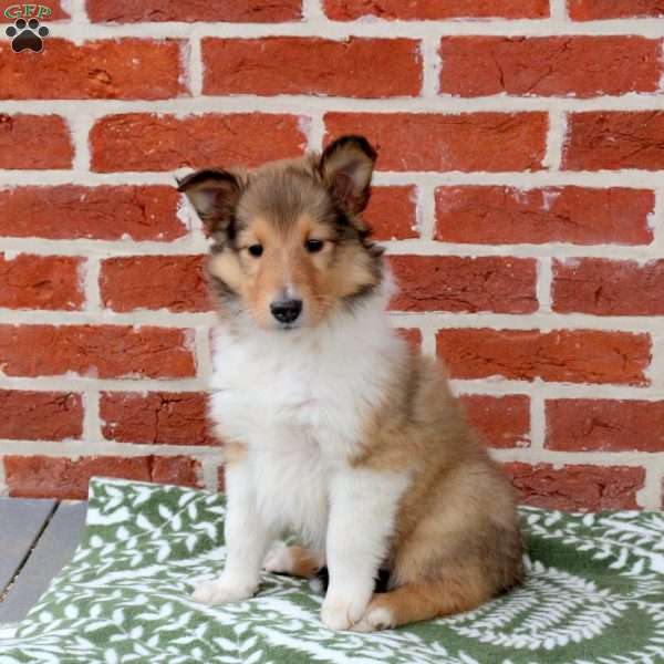 Royal, Collie Puppy