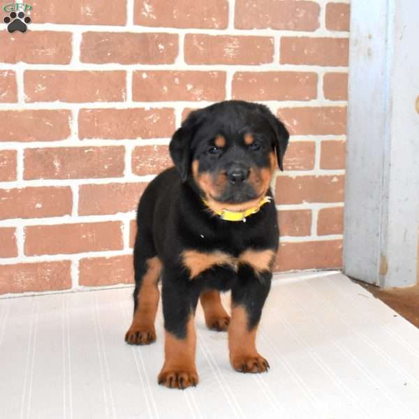 Rubble, Rottweiler Puppy