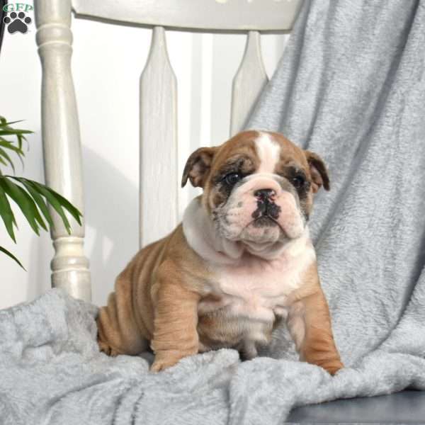Rubble, English Bulldog Puppy