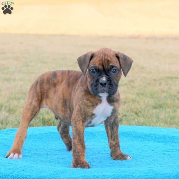 Rubble, Boxer Puppy