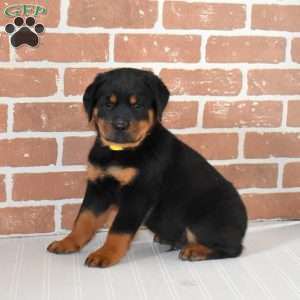Rubble, Rottweiler Puppy