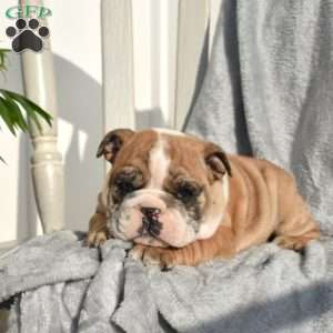 Rubble, English Bulldog Puppy