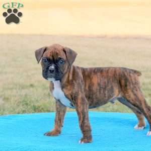 Rubble, Boxer Puppy
