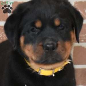 Rubble, Rottweiler Puppy