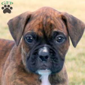 Rubble, Boxer Puppy