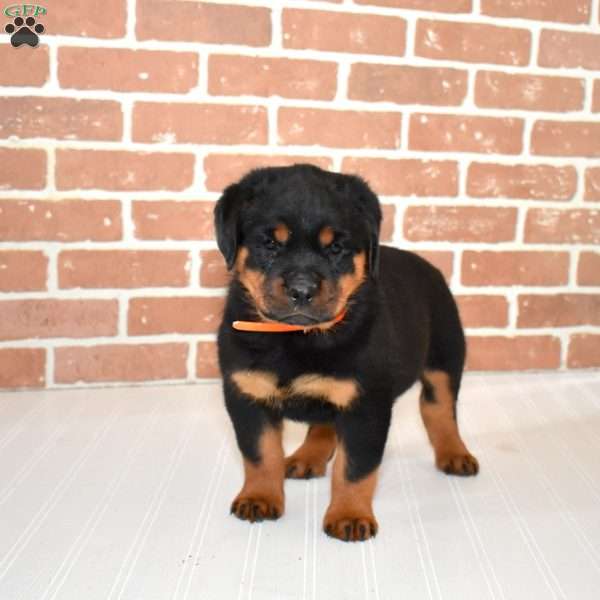 Ruby, Rottweiler Puppy