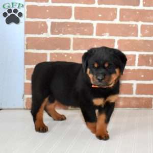 Ruby, Rottweiler Puppy