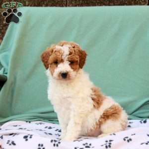 Ruby, Miniature Poodle Mix Puppy