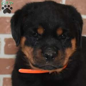 Ruby, Rottweiler Puppy