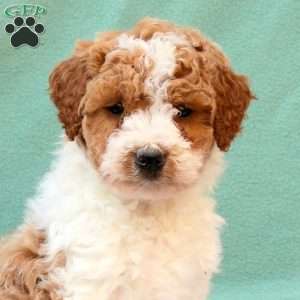 Ruby, Miniature Poodle Mix Puppy