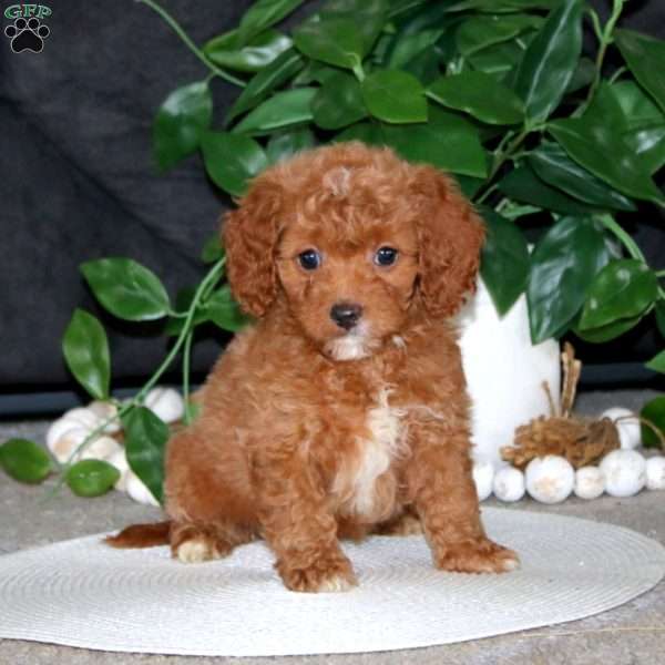 Ruby, Cockapoo Puppy