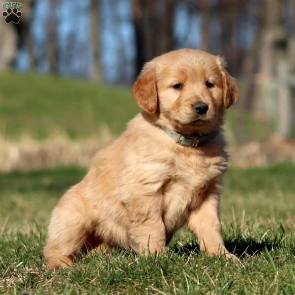 Ruby, Golden Retriever Puppy