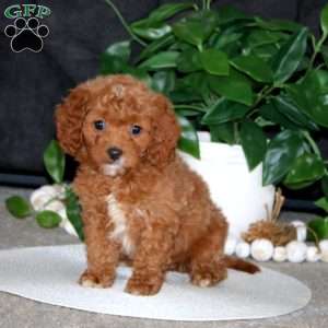 Ruby, Cockapoo Puppy