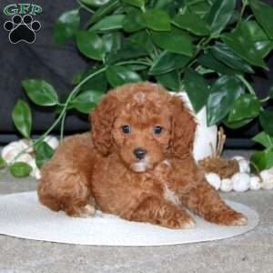 Ruby, Cockapoo Puppy