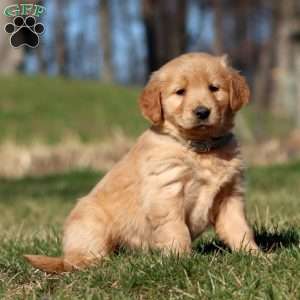 Ruby, Golden Retriever Puppy