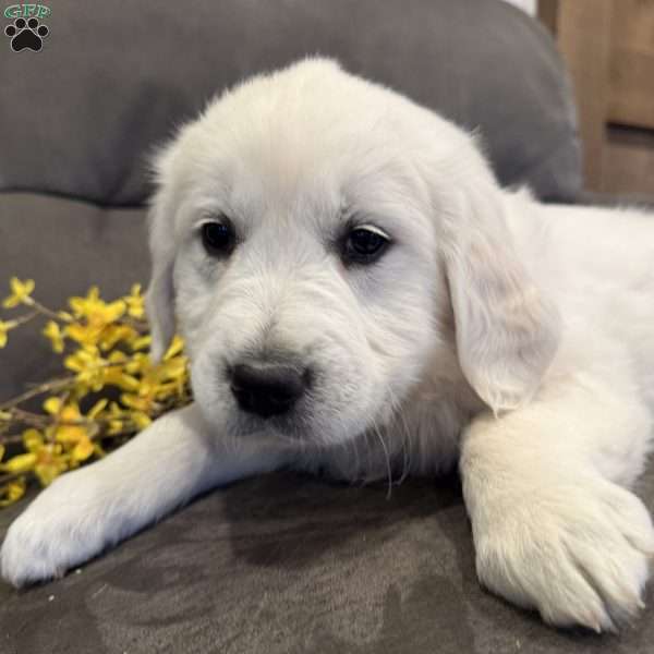 Ruby, English Cream Golden Retriever Puppy