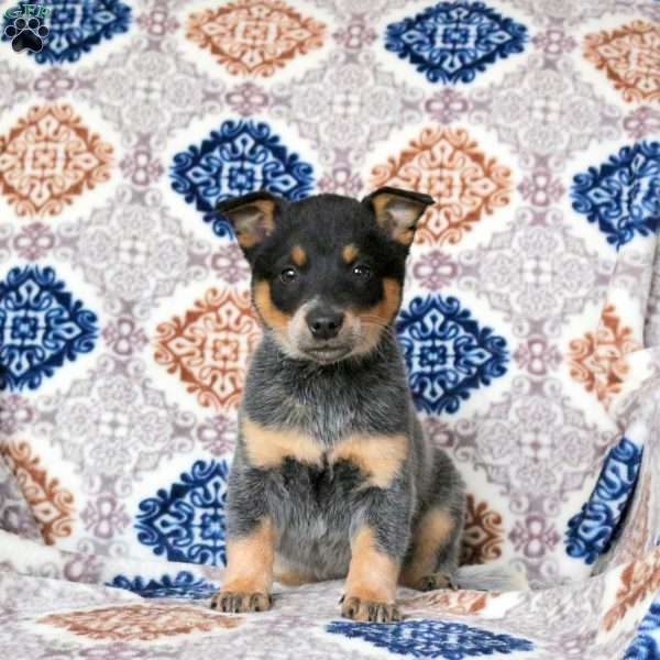 Rudy, Blue Heeler – Australian Cattle Dog Puppy