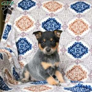 Rudy, Blue Heeler – Australian Cattle Dog Puppy