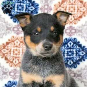 Rudy, Blue Heeler – Australian Cattle Dog Puppy
