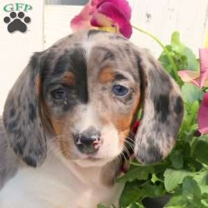 Rufus-Mini, Dachshund Puppy